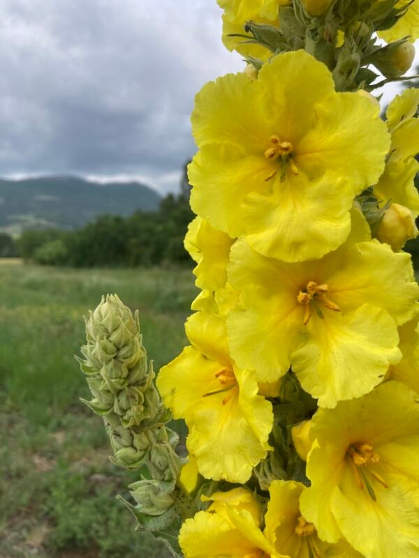 Bouillon-blanc-fleurs Bouillon blanc fleurs