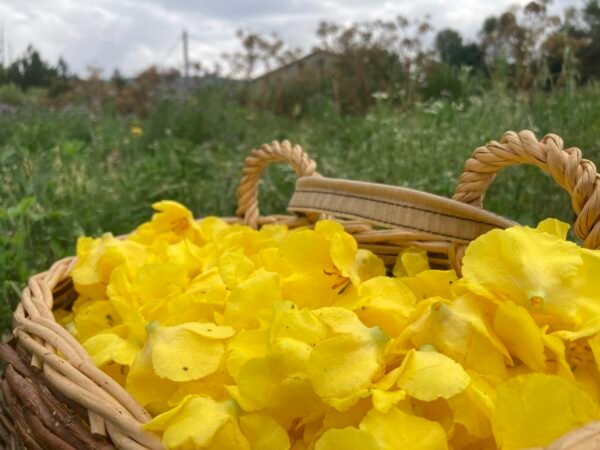 Bouillon-blanc-fleurs Bouillon blanc fleurs