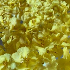 Bouillon-blanc-fleurs Bouillon blanc fleurs