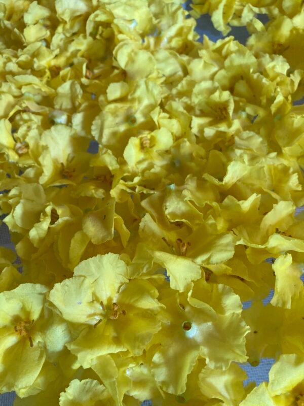 Bouillon-blanc-fleurs Bouillon blanc fleurs