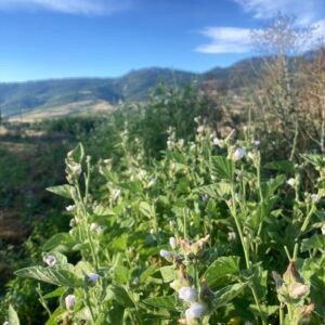 Guimauve Guimauve - fleurs et feuilles