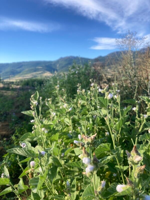 Guimauve Guimauve - fleurs et feuilles
