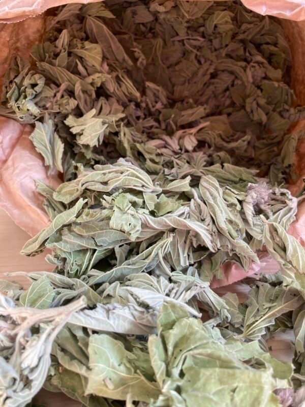 Guimauve-feuille-fleurs Guimauve - fleurs et feuilles